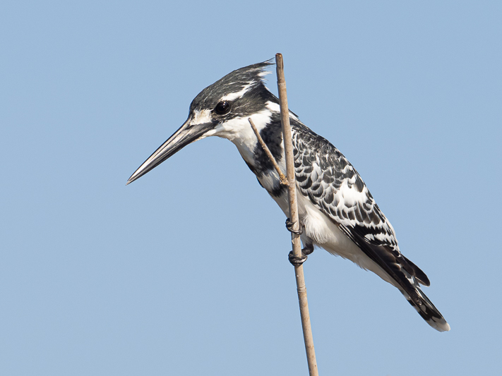 Pied Kingfisher.jpg